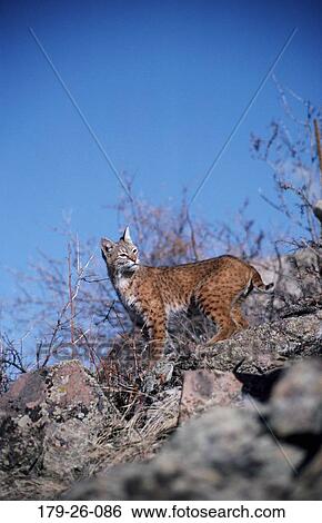 Wildlife, Wilderness, Bobcat, North, Animal, Cats, American View Large Photo Image Stock Photograph - Wildlife, Wilderness, Bobcat, North, Animal, Cats, American. Fotosearch