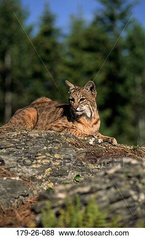 Wildnis Tier Tiere Katzen Amerikanisch Bobcat Nord Stock Foto 179 26 088 Fotosearch