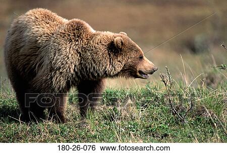 屋外で 日光 熊 動物 Grizzly ほ乳類 熊 画像コレクション 180 26 076 Fotosearch
