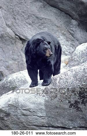 Bear, Bears, Bears, Black, Daylight, Standing, Animals View Large Photo Image Stock Image - Bear, Bears, Bears, Black, Daylight, Standing, Animals. Fotosearch
