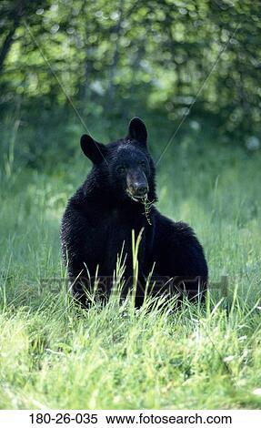Stock Photography - Bear, Bears, Black, Nature, Mammal, Daylight, Eating. Fotosearch