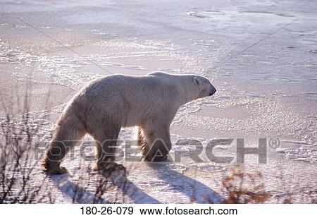 Bear, Bears, Daylight, Wilderness, Polar, Wildlife, Walking View Large Photo Image Stock Photo - Bear, Bears, Daylight, Wilderness, Polar, Wildlife, Walking. Fotosearch
