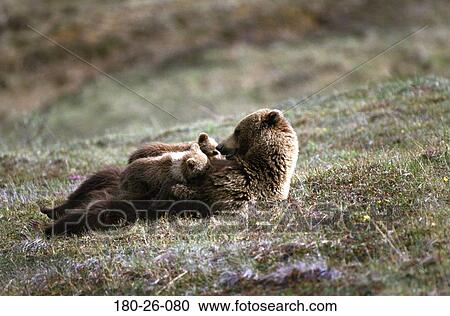Bear, Outdoors, Cubs, Mammal, Nature, Grizzly, Wilderness View Large Photo Image Stock Image - Bear, Outdoors, Cubs, Mammal, Nature, Grizzly, Wilderness. Fotosearch