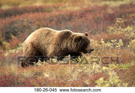 Bear, Walking, Bears, Mammal, Wild, Bears, Wilderness View Large Photo Image Stock Photography - Bear, Walking, Bears, Mammal, Wild, Bears, Wilderness. Fotosearch