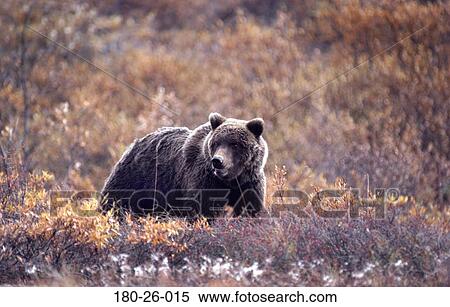 Stock Photography - Bear, Walking, Wild, Animals, Grizzly, Wilderness, Wildlife. Fotosearch