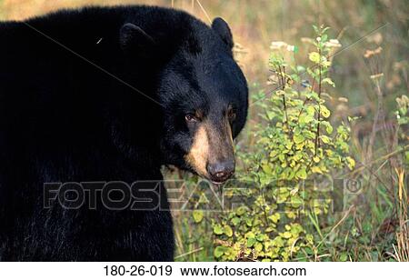 Bear, Wild, Wildlife, Bears, Bears, Daylight, Up View Large Photo Image Stock Photo - Bear, Wild, Wildlife, Bears, Bears, Daylight, Up. Fotosearch