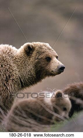 Bears, Animals, Grizzly, Bears, Nature, Head, Daylight View Large Photo Image Stock Photo - Bears, Animals, Grizzly, Bears, Nature, Head, Daylight. Fotosearch