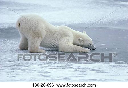 Bears, Animals, Nature, Mammal, Daylight, Wild, Wilderness View Large Photo Image Stock Photograph - Bears, Animals, Nature, Mammal, Daylight, Wild, Wilderness. Fotosearch
