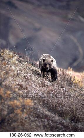 Stock Image - Bears, Bear, Bears, Bears, Outdoors, Mammal, Wilderness. Fotosearch