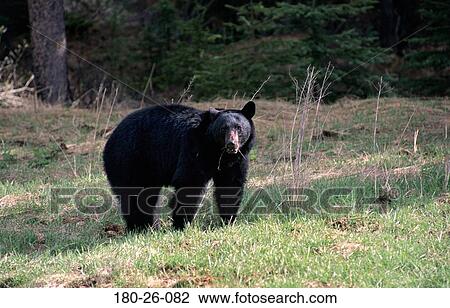 Stock Image - Bears, Bear, Wild, Wilderness, Outdoors, Standing, Mammal. Fotosearch