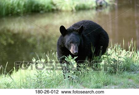 Bears, Bears, Bear, Nature, Daylight, Pond, Walking View Large Photo Image Stock Image - Bears, Bears, Bear, Nature, Daylight, Pond, Walking. Fotosearch