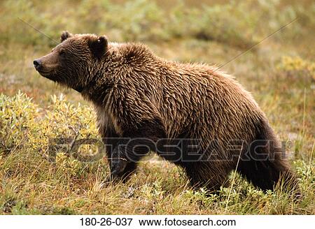 Bears, Bears, Nature, Walking, Grizzly, Wilderness, Animals View Large Photo Image Stock Photo - Bears, Bears, Nature, Walking, Grizzly, Wilderness, Animals. Fotosearch