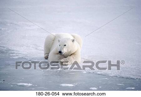 Bears, Bears, Snow, Animal, Wildlife, Daylight, Polar View Large Photo Image Picture - Bears, Bears, Snow, Animal, Wildlife, Daylight, Polar. Fotosearch
