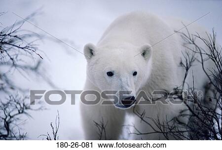 Stock Image - Bears, Daylight, Mammal, Bear, Polar, Wildlife, Animal. Fotosearch