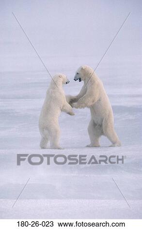 Bears, Daylight, Wild, Nature, Bear, Wildlife, Animal View Large Photo Image Stock Image - Bears, Daylight, Wild, Nature, Bear, Wildlife, Animal. Fotosearch