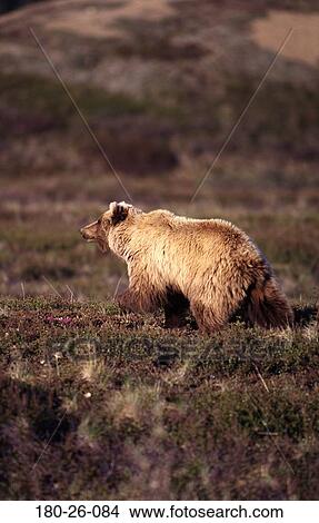 Bears, Grizzly, Animals, Wilderness, Bear, Bears, Daylight View Large Photo Image Picture - Bears, Grizzly, Animals, Wilderness, Bear, Bears, Daylight. Fotosearch