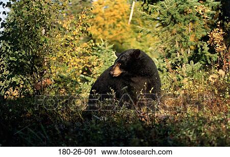Bears, Mammal, Daylight, Wilderness, Bears, Bear, Outdoors View Large Photo Image Stock Image - Bears, Mammal, Daylight, Wilderness, Bears, Bear, Outdoors. Fotosearch
