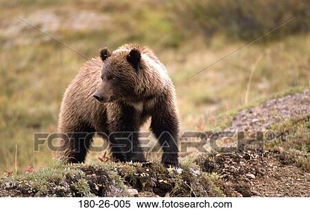 Stock Photography - Bears, Mammal, Outdoors, Walking, Animals, Bears, Nature. Fotosearch