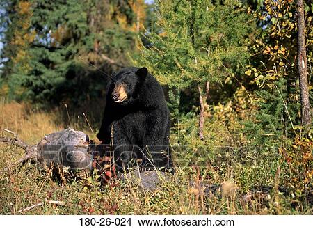 Bears, Outdoors, Animal, Nature, Daylight, Bears, Wildlife View Large Photo Image Picture - Bears, Outdoors, Animal, Nature, Daylight, Bears, Wildlife. Fotosearch