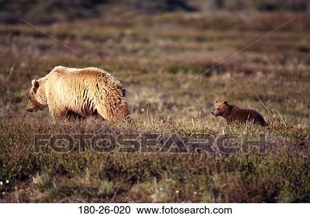 Bears, Outdoors, Cubs, Bear, Cub, Wild, Daylight View Large Photo Image Stock Image - Bears, Outdoors, Cubs, Bear, Cub, Wild, Daylight. Fotosearch