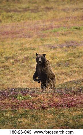 Bears, Outdoors, Nature, Daylight, Bears, Bear, Mammal View Large Photo Image Stock Image - Bears, Outdoors, Nature, Daylight, Bears, Bear, Mammal. Fotosearch