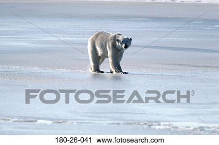 Stock Image - Bears, Outdoors, Wilderness, Bears, Mammal, Bears, Daylight. Fotosearch
