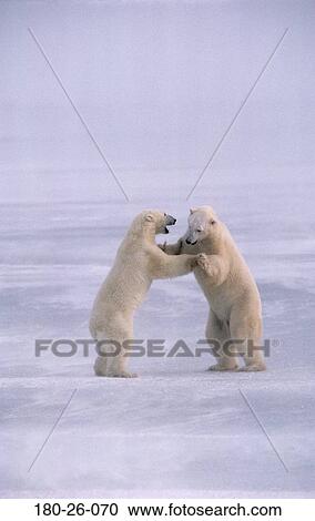 Bears, Playing, Animal, Polar, Ice, Nature, Mammal View Large Photo Image Stock Image - Bears, Playing, Animal, Polar, Ice, Nature, Mammal. Fotosearch