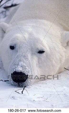 Stock Photo - Bears, Up, Close-up, Nature, Closeup, Daylight, Bear. Fotosearch