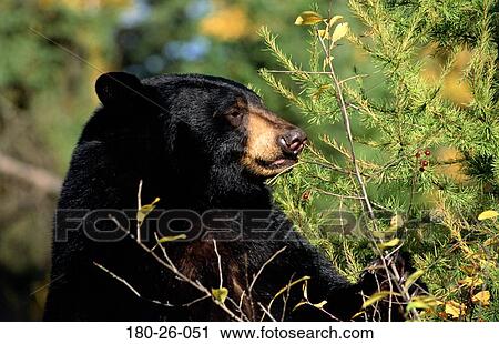 Bears, Up, Eating, Wilderness, Animals, Bears, Mammal View Large Photo Image Stock Image - Bears, Up, Eating, Wilderness, Animals, Bears, Mammal. Fotosearch