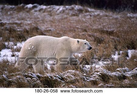 Bears, Walking, Nature, Animal, Wild, Wildlife, Animals View Large Photo Image Stock Photo - Bears, Walking, Nature, Animal, Wild, Wildlife, Animals. Fotosearch