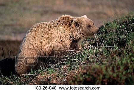 Stock Photo - Bears, Walking, Wild, Bears, Wildlife, Nature, Bears. Fotosearch