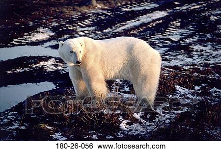 Bears, Wild, Bears, Nature, Mammal, Tundra, Daylight View Large Photo Image Stock Photograph - Bears, Wild, Bears, Nature, Mammal, Tundra, Daylight. Fotosearch