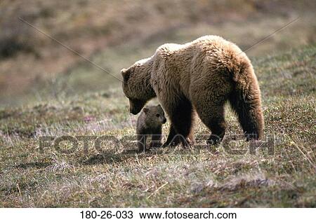 Bears, Wild, Wildlife, Daylight, Bear, Cubs, Animal View Large Photo Image Stock Image - Bears, Wild, Wildlife, Daylight, Bear, Cubs, Animal. Fotosearch