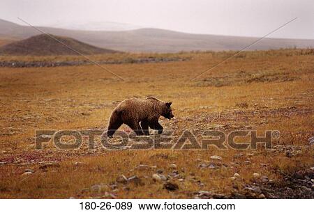 Bears, Wildlife, Walking, Bear, Grizzly, Bears, Animals View Large Photo Image Stock Photo - Bears, Wildlife, Walking, Bear, Grizzly, Bears, Animals. Fotosearch