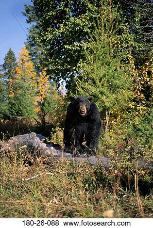 Stock Photo - Black, Wildlife, Bears, Outdoors, Animals, Standing, Daylight. Fotosearch