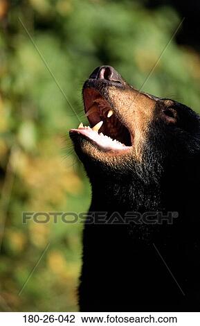 Closeup, Outdoors, Up, Wilderness, Daylight, Wildlife, Bears View Large Photo Image Stock Image - Closeup, Outdoors, Up, Wilderness, Daylight, Wildlife, Bears. Fotosearch