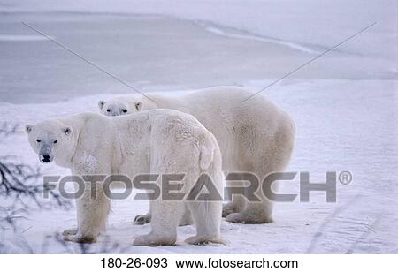 Daylight, Animal, Mammal, Snow, Wildlife, Bears, Outdoors View Large Photo Image Stock Image - Daylight, Animal, Mammal, Snow, Wildlife, Bears, Outdoors. Fotosearch