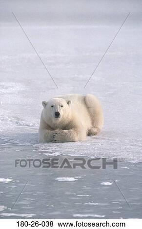 Daylight, Bear, Nature, Bears, Mammal, Wildlife, Animals View Large Photo Image Stock Photo - Daylight, Bear, Nature, Bears, Mammal, Wildlife, Animals. Fotosearch