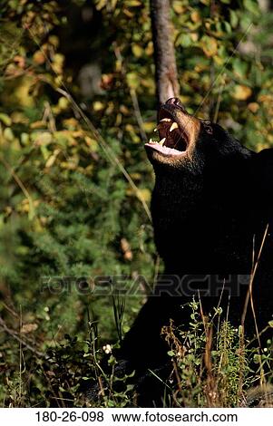 Daylight, Growling, Nature, Wildlife, Outdoors, Wild, Animals View Large Photo Image Stock Photo - Daylight, Growling, Nature, Wildlife, Outdoors, Wild, Animals. Fotosearch