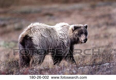 Daylight, Nature, Bears, Outdoors, Wildlife, Wild, Bears View Large Photo Image Stock Image - Daylight, Nature, Bears, Outdoors, Wildlife, Wild, Bears. Fotosearch