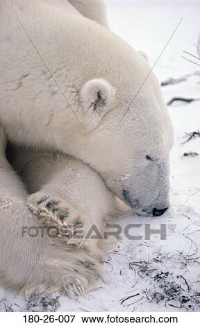 Stock Photo - Daylight, Sleeping, Wildlife, Nature, Head, Bears, Animals. Fotosearch