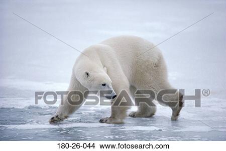 Daylight, Wildlife, Bear, Animals, Nature, Polar, Animal View Large Photo Image Picture - Daylight, Wildlife, Bear, Animals, Nature, Polar, Animal. Fotosearch