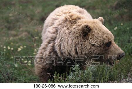 Daylight, Wildlife, Bear, Wild, Bears, Mammal, Bears View Large Photo Image Stock Photograph - Daylight, Wildlife, Bear, Wild, Bears, Mammal, Bears. Fotosearch