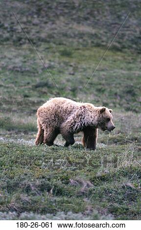 Stock Image - Grizzly, Bear, Daylight, Mammal, Walking, Bears, Nature. Fotosearch