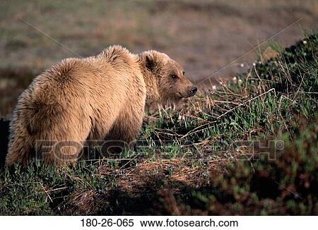 Grizzly, Daylight, Animal, Bear, Nature, Outdoors, Bears View Large Photo Image Stock Photography - Grizzly, Daylight, Animal, Bear, Nature, Outdoors, Bears. Fotosearch