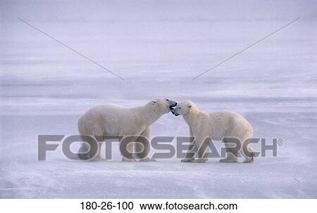 Stock Image - Growling, Ice, Snow, Daylight, Wildlife, Wilderness, Bears. Fotosearch