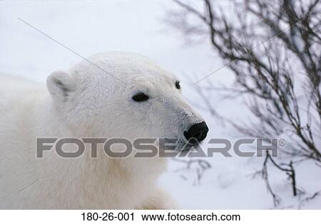Stock Image - Head, Bears, Bears, Outdoors, Bear, Wildlife, Bears. Fotosearch