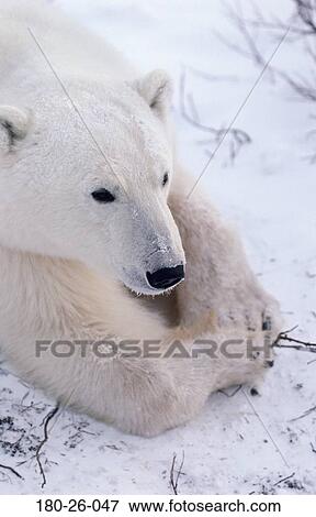 Ice, Snow, Mammal, Polar, Bears, Shot, Nature View Large Photo Image Stock Photo - Ice, Snow, Mammal, Polar, Bears, Shot, Nature. Fotosearch