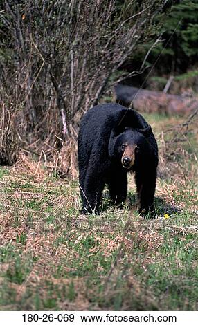 Mammal, Animals, Walking, Bears, Outdoors, Bear, Wildlife View Large Photo Image Stock Photo - Mammal, Animals, Walking, Bears, Outdoors, Bear, Wildlife. Fotosearch
