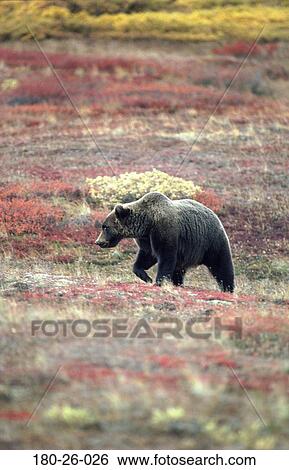 Mammal, Animals, Wild, Grizzly, Bear, Nature, Wildlife View Large Photo Image Stock Photograph - Mammal, Animals, Wild, Grizzly, Bear, Nature, Wildlife. Fotosearch